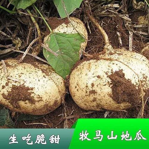 牧马山地瓜早熟水果蔬菜种子