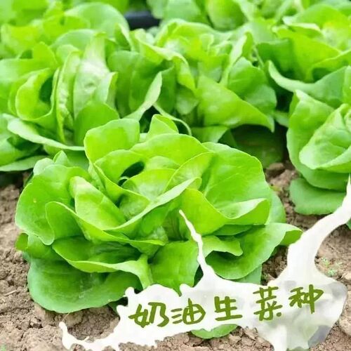 奶油生菜种子生菜种籽四季意大利生菜种籽罗马生菜生菜种孑紫生菜