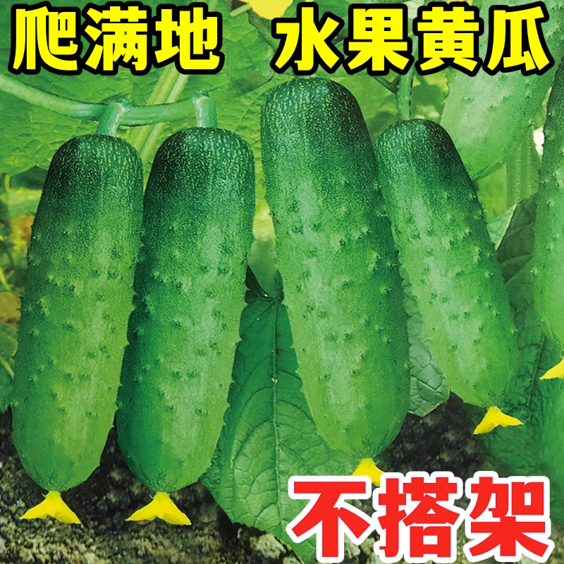 黄瓜种子大全水果黄瓜刺黄瓜种