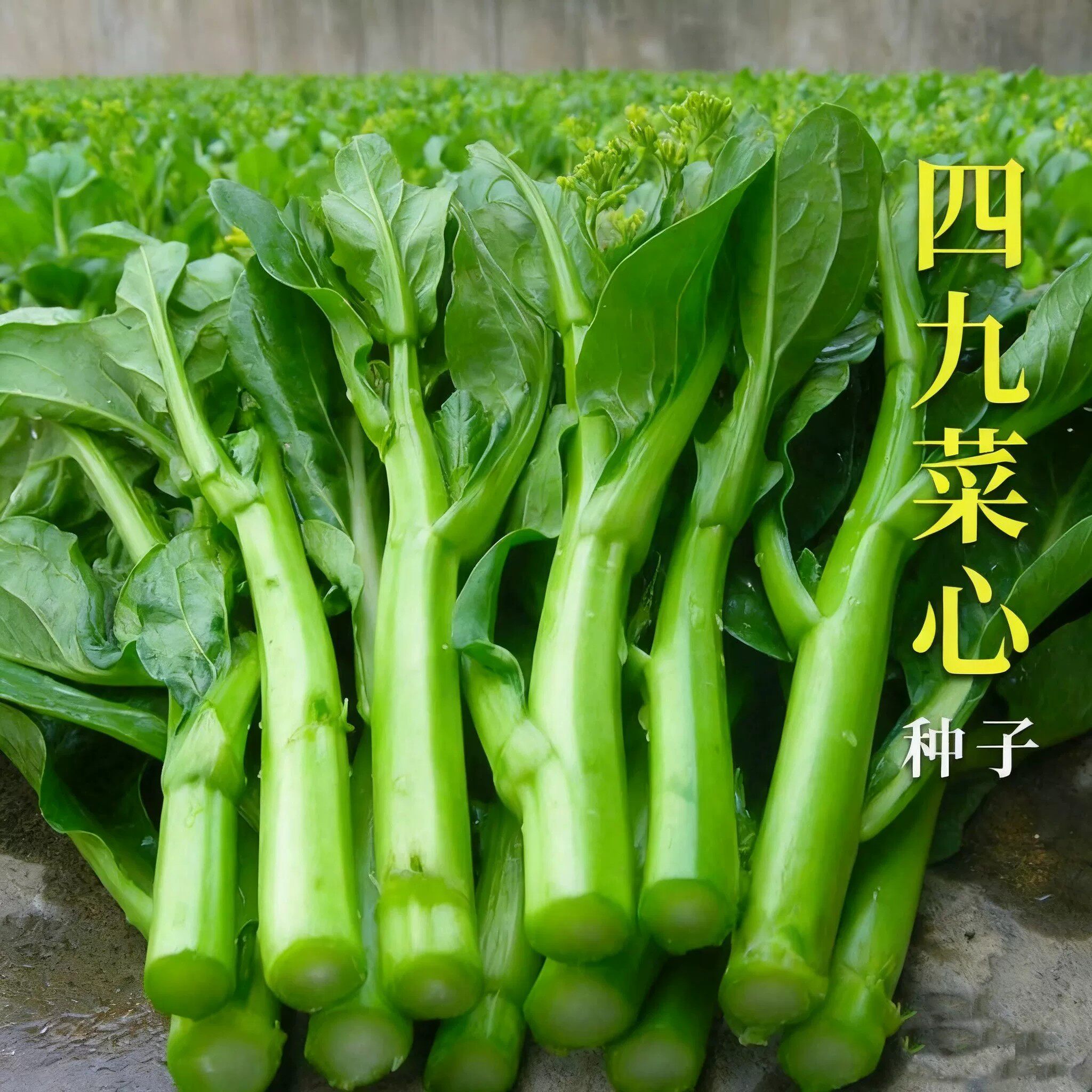 四九菜心种子四季速生广东甜菜心菜苔苗种耐热耐高温种子阳台盆栽