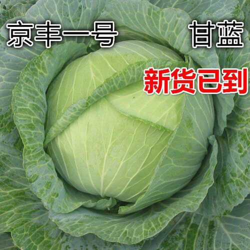 高产杂交阳台甘蓝种子