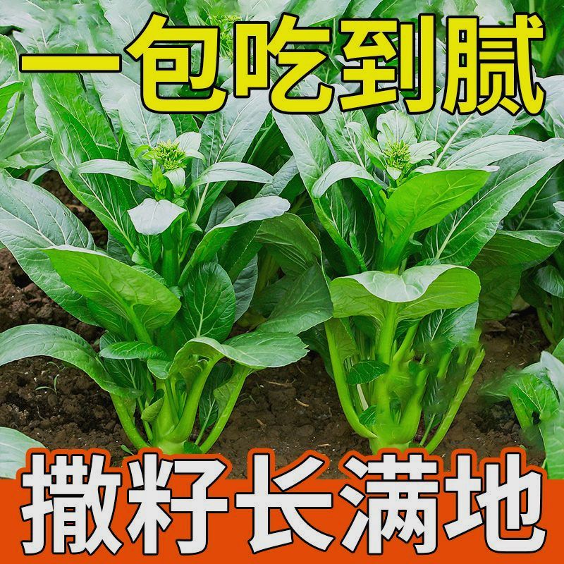 25天四季甜菜心种子盆栽田园春季秋季冬季佳品绿蔬菜苔广东油青种