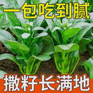 25天四季甜菜心种子盆栽田园春季秋季冬季佳品绿蔬菜苔广东油青种