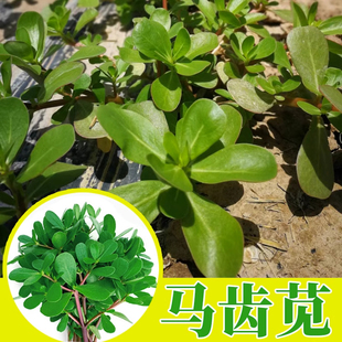 优质食用马齿苋菜种子长寿马芷苋菜种马屎苋蔬菜种子高产苋菜种籽