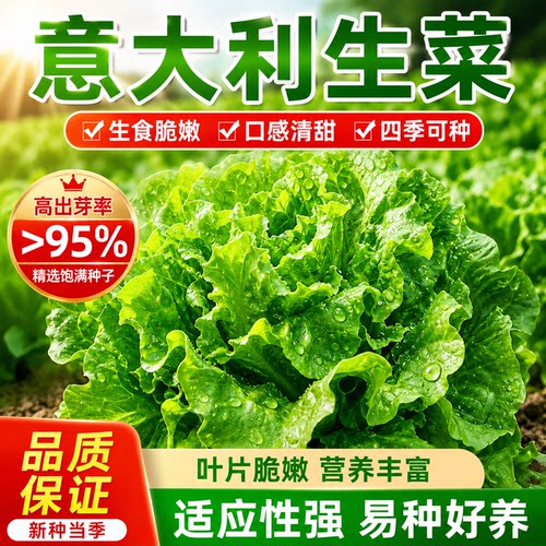 四季速生意大利耐抽苔生菜种子罗马奶油生菜种籽庭院盆栽蔬菜种子