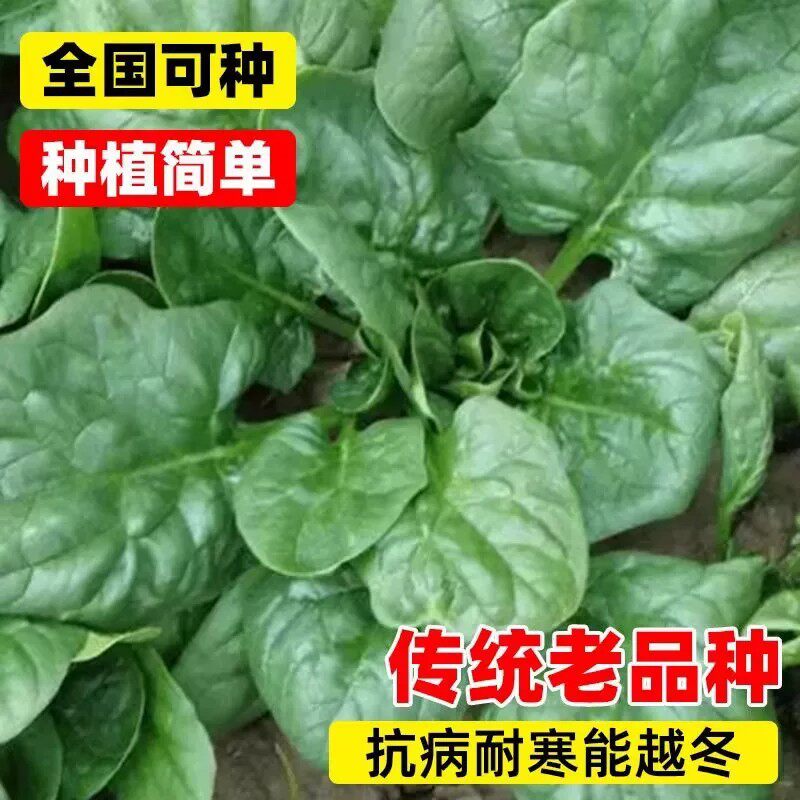 趴地菠菜种子耐寒大叶菠菜种籽高产秋冬农家田园阳台盆栽蔬菜种孑