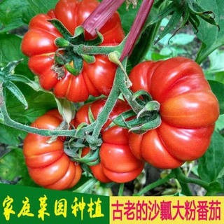 可留种老番茄 老品种大番茄种子 大粉西红柿种子有番茄味