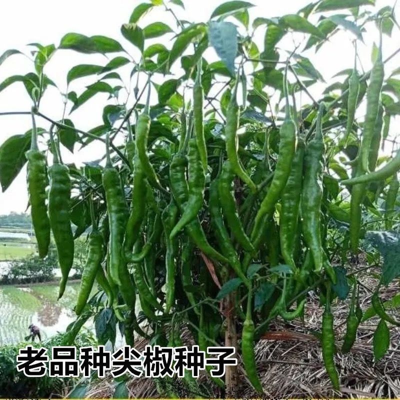 湖南本地辣椒种子自家留种老品种辣椒种子香辣长线椒种籽可留种籽图片