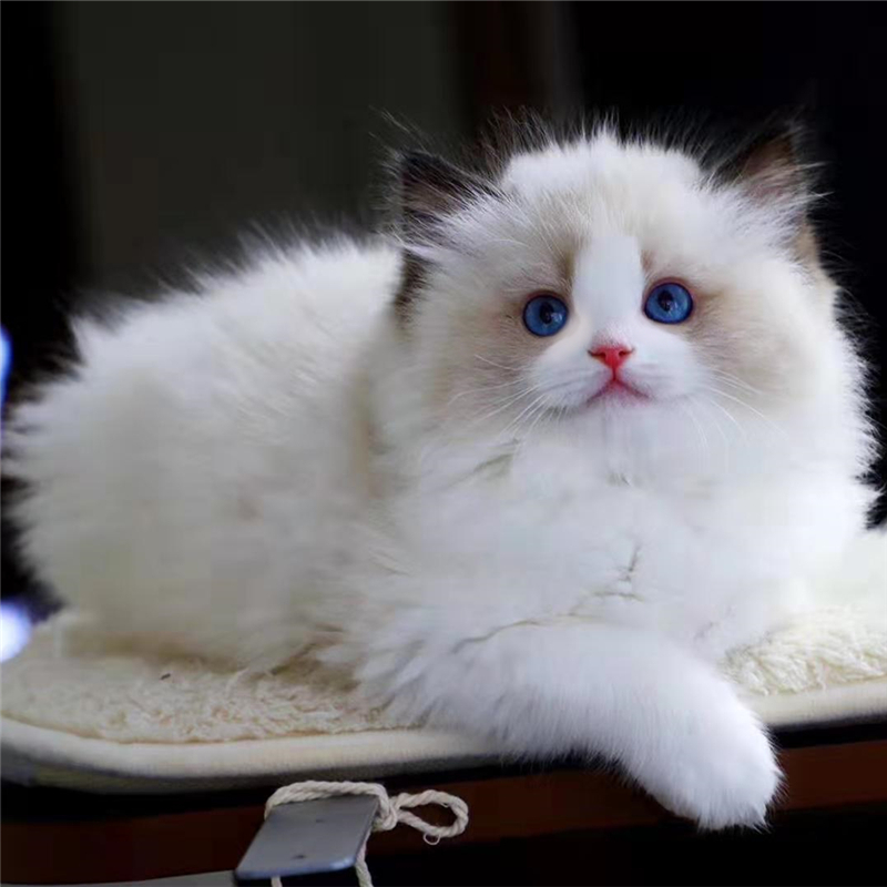 蓝双色布偶猫价格 蓝双色布偶猫图片 星期三