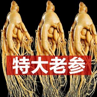 特大人参长白山保鲜参高龄吉林人参白参新鲜人参泡酒专用东北特产