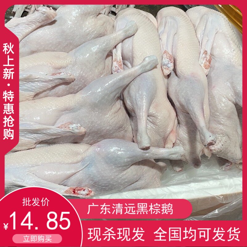 正宗广东黑棕鹅新鲜棚鹅肉鲜味美