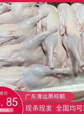 正宗广东黑棕鹅新鲜棚鹅肉鲜味美