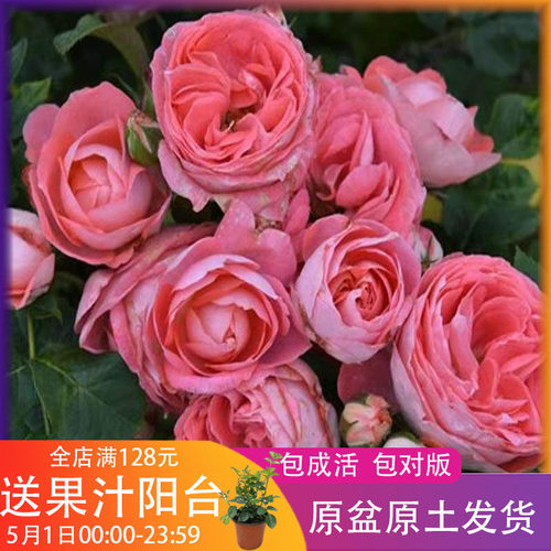 花盆机器价格 花盆机器图片 星期三