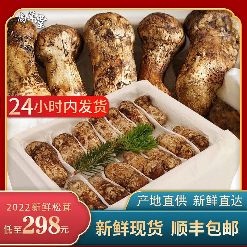 现货新鲜松茸稻城雅江500g香格里拉云南2022年小金|msdalam kategori daging perikanan/Buah-buahan segar dan sayur-sayuran/dimasak, sayur-sayuran segar/Vegetable Products, cendawan segar - dari Buy2taobao.com untuk memberikan perkhidmatan ejen Taobao profesional membeli