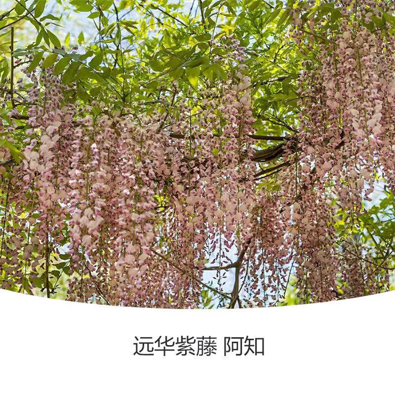 202t2远华紫藤花盆栽苗虹越庭院公园花园攀援爬藤花卉植物藤本树