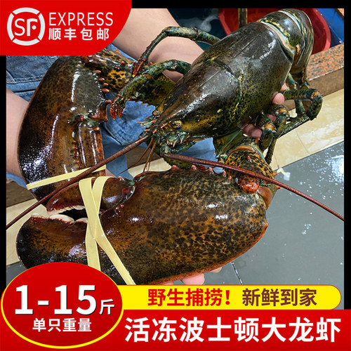 【东方甄选】波士顿龙虾日期新鲜