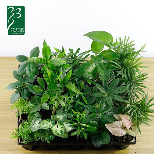迷你蕨类植物盆栽价格 多少钱 迷你蕨类植物盆栽价格 多少钱