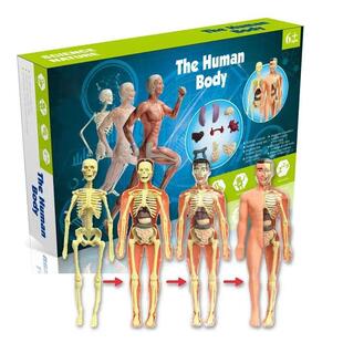 3d Human Body Torso Model for Kid Anatomy Model Skeleton Ana