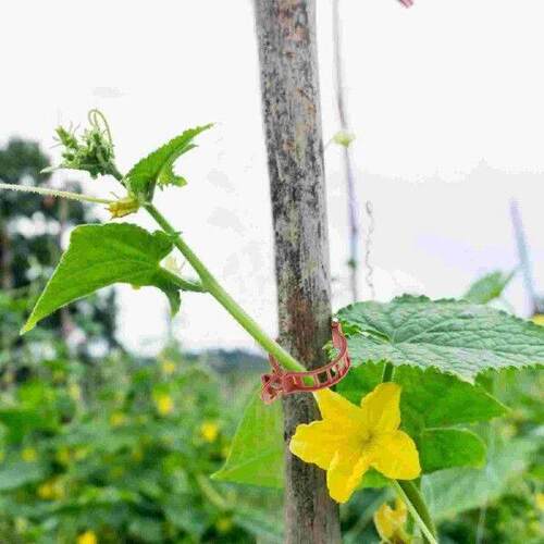 100 Pcs Plant Clips Premium Material Flower Plastic Stem