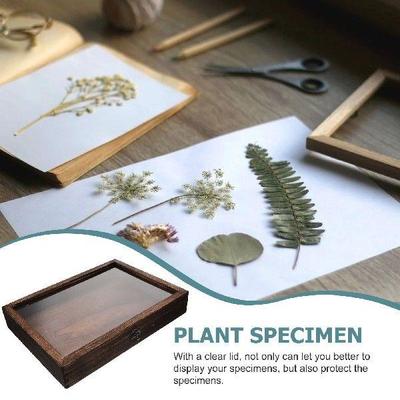 Specimen Display Box Frame Case Storage Butterflies