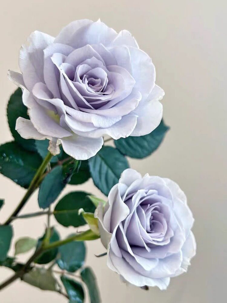 转蓝月季阳台花园庭院蓝紫色系大/花玫瑰苗盆地栽浓香多季开好看