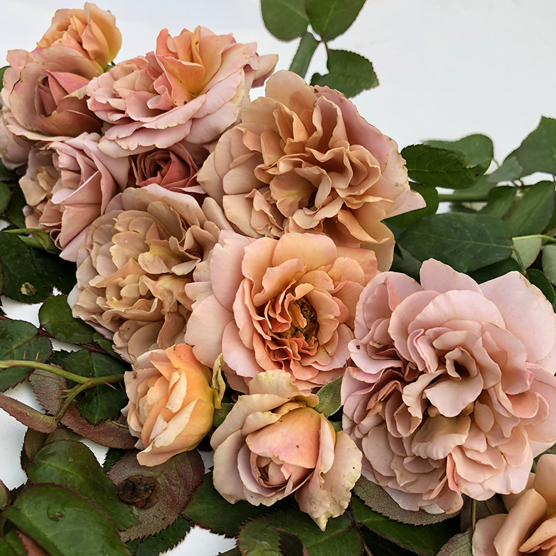 欧月大苗高档庭院植物拿铁咖啡月季花苗大花四季