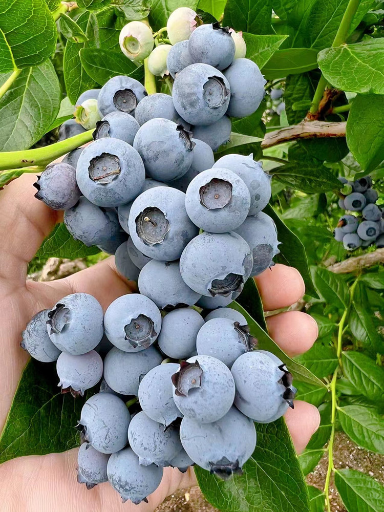 蓝莓苗蓝莓带土南方北方种植庭院阳台蓝美一号蓝莓美观好看