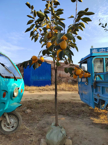 甜脆柿子树庭院无核巧克力红灯笼水晶柿子树