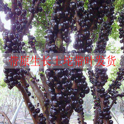 The rare new variety of Jaboticaba grape tree is planted in