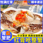 舟山红膏呛蟹宁波咸蟹生腌梭子蟹炝蟹整只酱母蟹即食螃蟹海鲜醉蟹