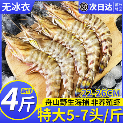 特大竹节虾海捕斑节虾5-7头/斤