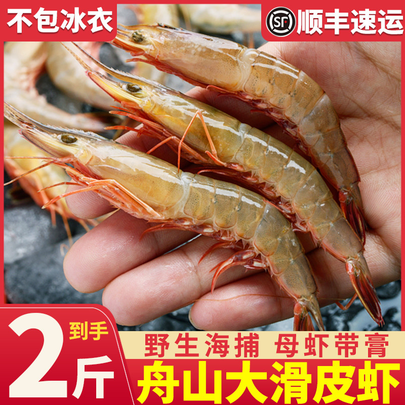 新鲜海捕舟山滑皮虾2斤装