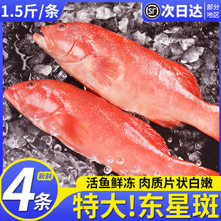 深海东星斑鲜活冷冻新鲜速冻燕尾斑红石斑鱼过年送礼海鲜年货