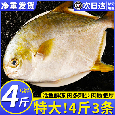特大金鲳鱼新鲜冷冻鲜活金昌鱼