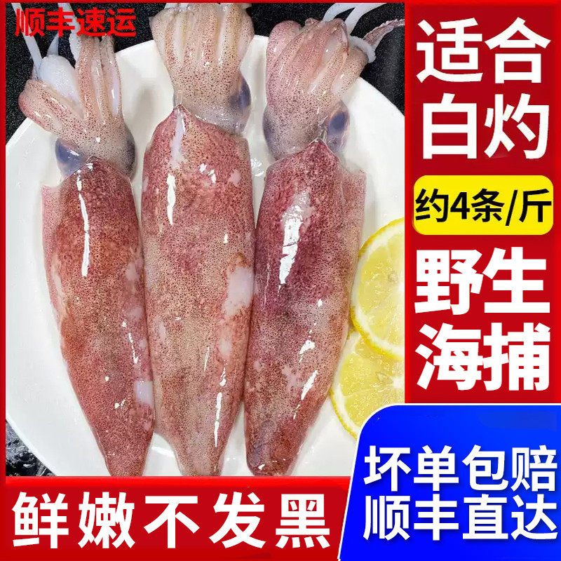生鲜新鲜鱿鱼鲜活冷冻笔管大鱿鱼冰冻海鲜商用批发铁板鲜烧烤尤鱼