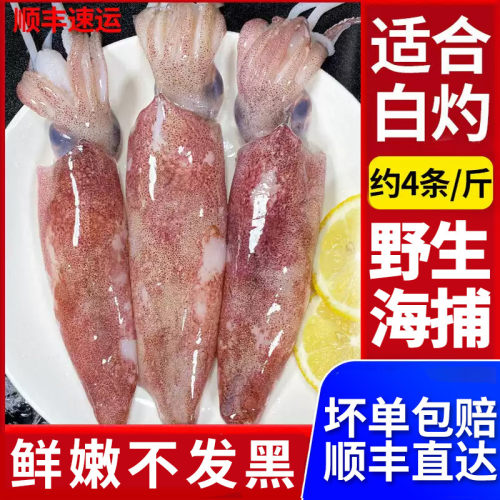 2斤新鲜海捕鱿鱼单只约20cm
