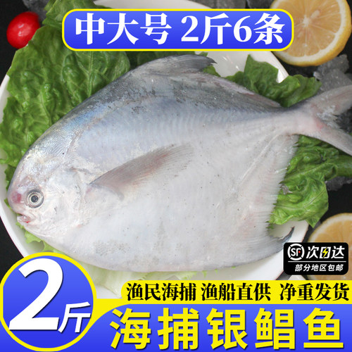 2斤6条大鲳鱼新鲜冷冻海捕银鲳鱼