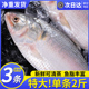 新鲜鲥鱼冰鲜活鱼冷冻三黎鱼特大时鱼三来鱼海鲜水产商用批发3条