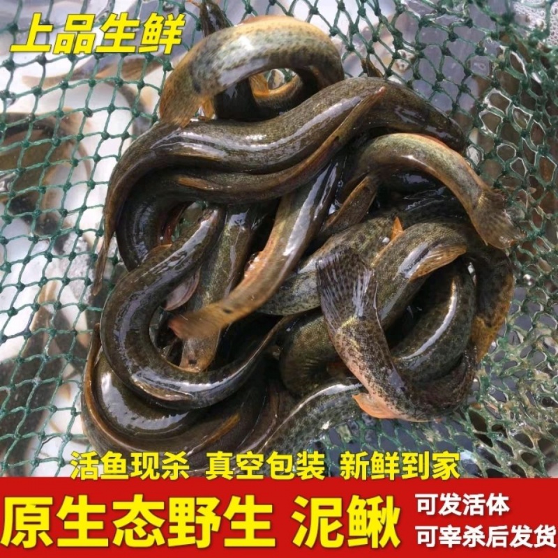 原生态野生大泥鳅鱼活体一现抓现杀小青鳅黄鳅段鲜活鱼鲜活泥鳅