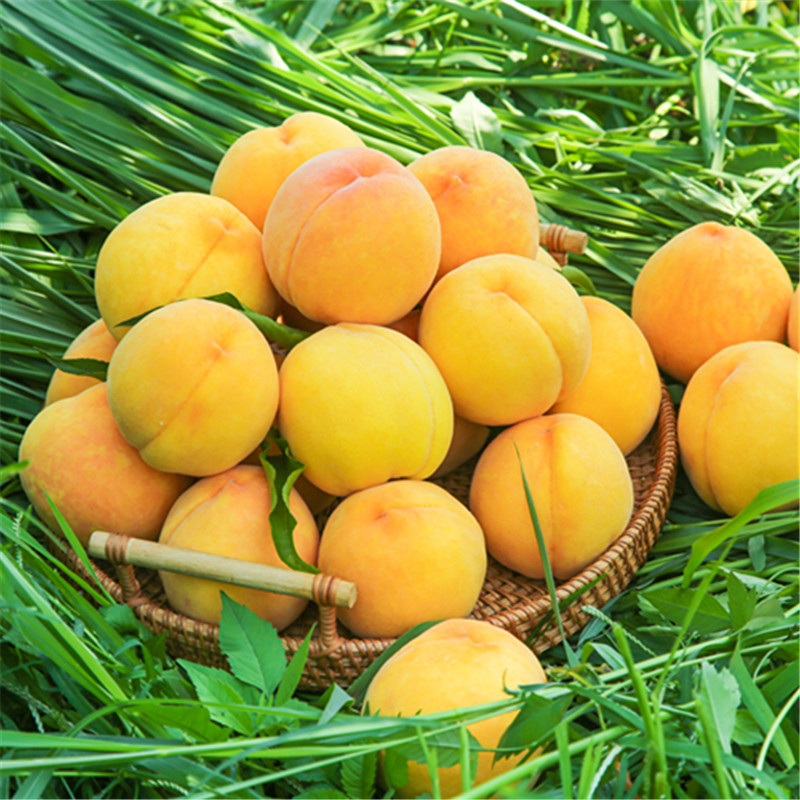 现摘现发黄桃头茬黄金密桃软脆新鲜应季水果10斤包邮可做黄桃罐头