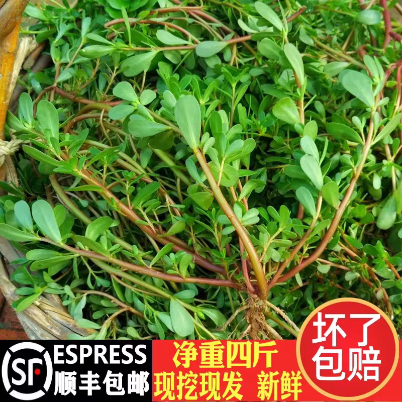 2026年新鲜马齿苋马蜂菜蚂蚱菜食用野菜现带根现挖现发