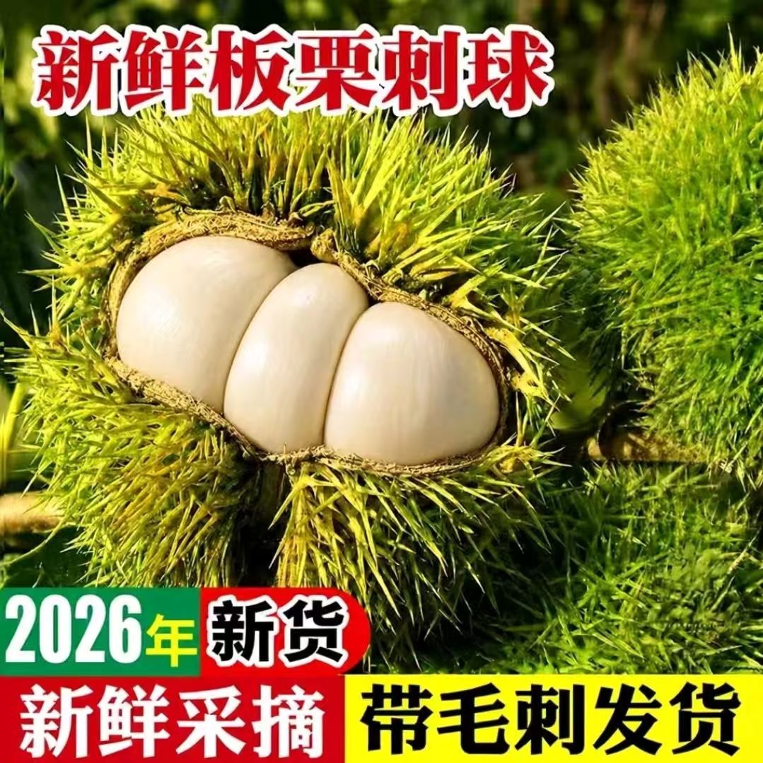 2026年新货新鲜板栗刺球现摘鲜嫩板栗带刺球发货生吃即食嫩板栗