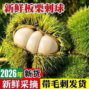 2026年新货新鲜板栗刺球现摘鲜嫩板栗带刺球发货生吃即食嫩板栗