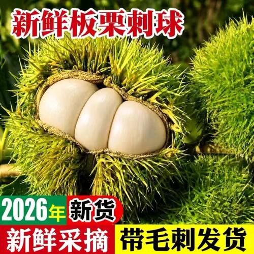 2026年新货新鲜板栗刺球现摘鲜嫩板栗带刺球发货生吃即食嫩板栗