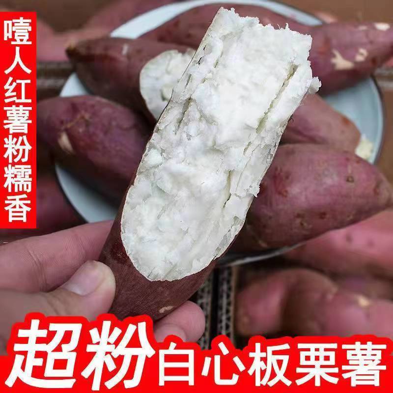 正宗河南白心板栗红薯农家种现挖现发粉糯香甜地瓜山芋番薯产地