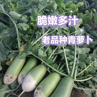 河南沙窝青萝卜农家青萝卜嫩头青脆甜老品种萝卜