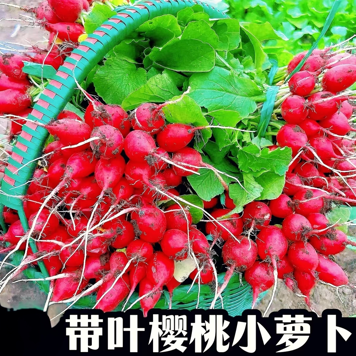 新鲜带叶子樱桃小萝卜农家自种红皮樱桃小萝卜生吃蘸酱时令蔬菜
