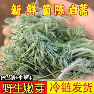 新鲜现挖茵陈正品野生白蒿春天时令野菜蒸菜三月绵茵陈
