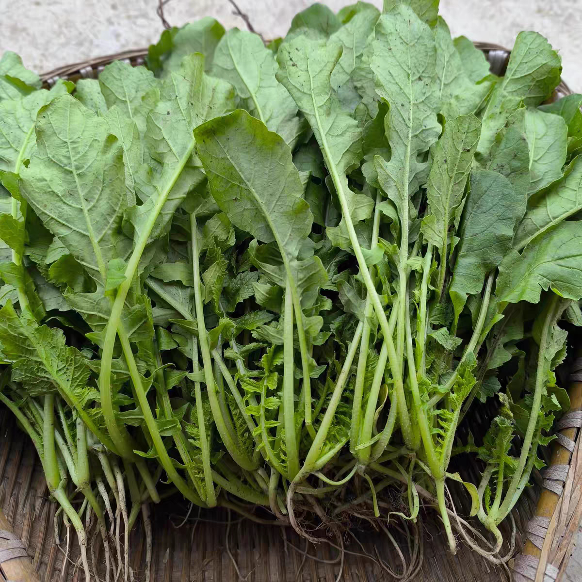 新鲜萝卜缨露天头茬萝卜叶子农家自种应季白萝卜缨炒菜腌菜专用