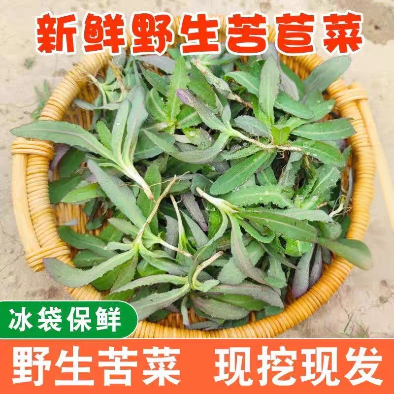 2026年露天野生曲麻菜新鲜现挖苦麻菜苣荬菜蘸酱曲曲菜现挖现发